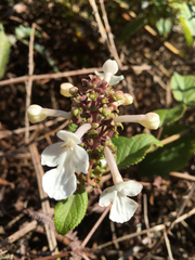 Phyllostegia grandiflora