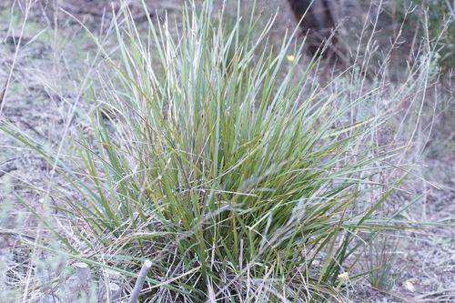 Image of Coast Flax-Lily (Dianella brevicaulis) by (c) Rod Lowther, some rights reserved (CC BY)