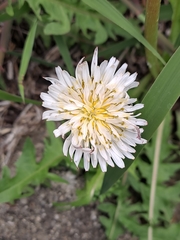 Taraxacum coreanum