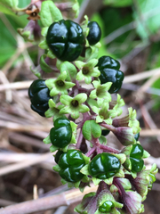 Phyllostegia grandiflora