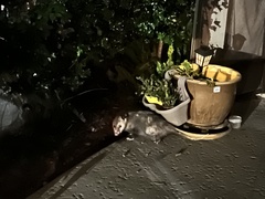 Didelphis virginiana