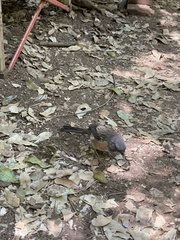 Pipilo maculatus socorroensis