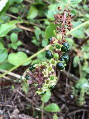 Phyllostegia grandiflora