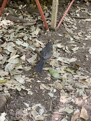 Pipilo maculatus socorroensis