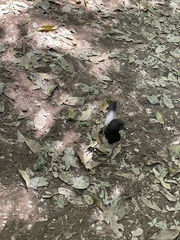 Pipilo maculatus socorroensis