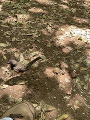 Pipilo maculatus socorroensis