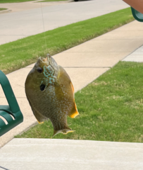 Lepomis megalotis × cyanellus