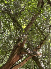 Mimus graysoni