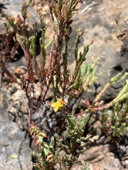 Hypericum eastwoodianum