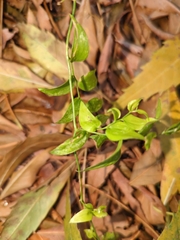 Puccinia myrsiphylli