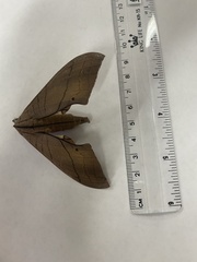 Marumba cristata bukaiana
