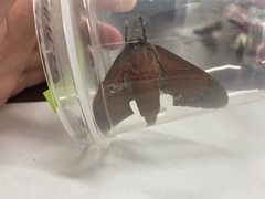 Marumba cristata bukaiana
