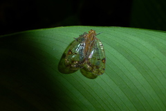 Nogodinidae