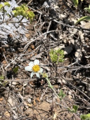 Bidens socorrensis
