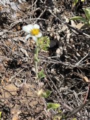 Bidens socorrensis