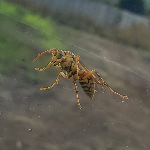 Yellow Oriental Paper Wasp photo 3