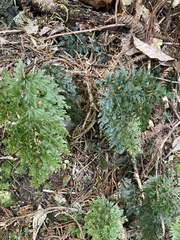 Hymenophyllum demissum