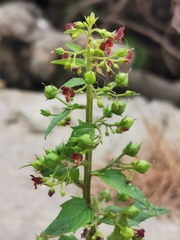 Scrophularia peregrina