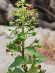 Scrophularia peregrina