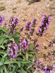 Salvia officinalis