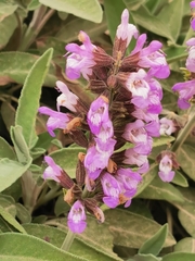 Salvia officinalis