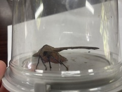 Marumba cristata bukaiana