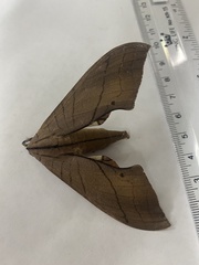 Marumba cristata bukaiana