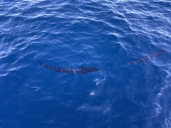 Acanthocybium solandri