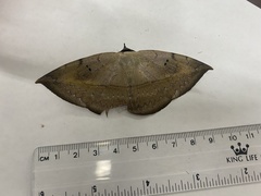 Hypopyra ossigeroides