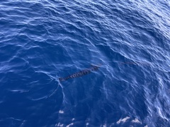 Acanthocybium solandri