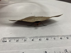 Hypopyra ossigeroides