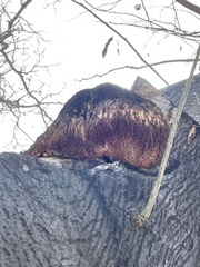Hericium erinaceus
