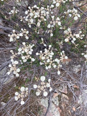 Spyridium thymifolium