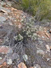 Spyridium thymifolium