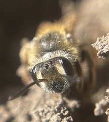 Andrena