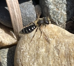 Andrena