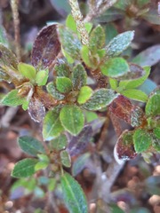 Rhododendron micranthum