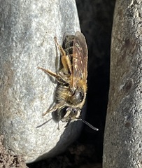 Andrena