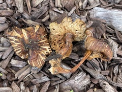 Pluteus