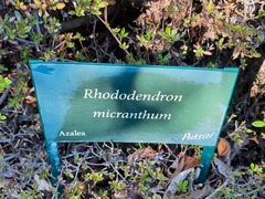 Rhododendron micranthum