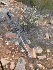 Spyridium thymifolium