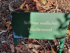 Schima wallichii