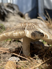 Pluteus