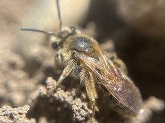 Andrena