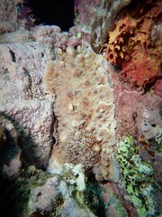Dendrodoris carbunculosa