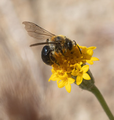 Andrena sola
