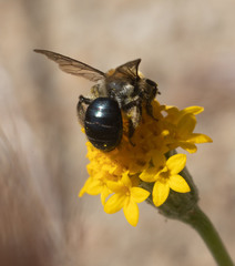 Andrena sola