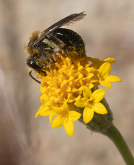 Andrena sola