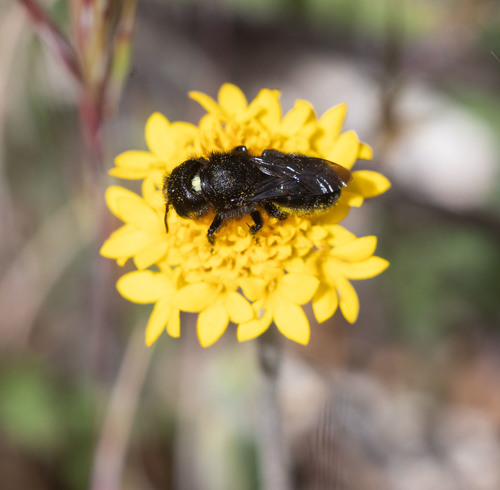 Osmia montana quadriceps