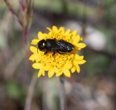 Osmia montana quadriceps